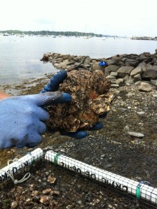 Oyster Farm @ Jamestown