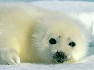 baby-harp-seal_230_600x450