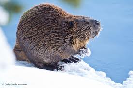 Beaver
